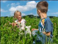 Saaneziege Kinder 4