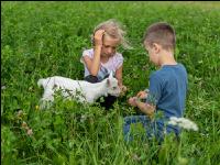 Saaneziege Kinder 1