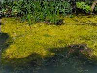 Teich Eutrophierung