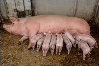 Biol. Schweinehaltung 116