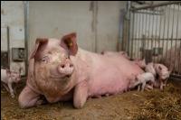 Biol. Schweinehaltung 114