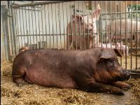Biol. Schweinehaltung 113