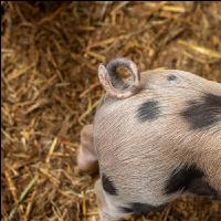 Biol. Schweinehaltung 112