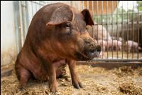 Biol. Schweinehaltung 111