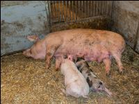 Biol. Schweinehaltung 110