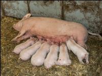 Biol. Schweinehaltung 109