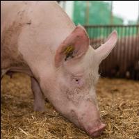 Biol. Schweinehaltung 108