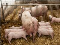 Biol. Schweinehaltung 107