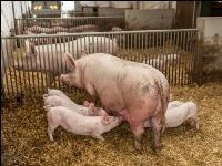 Biol. Schweinehaltung 106