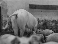 Biol. Schweinehaltung 104