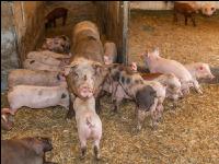 Biologische Schweinehaltung 95