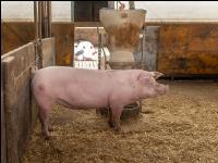 Biologische Schweinehaltung 92