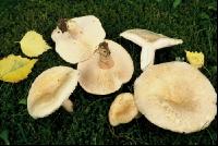 Flaumiger Milchling