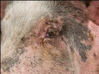 Biologische Schweinehaltung 75