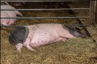 Biologische Schweinehaltung 74