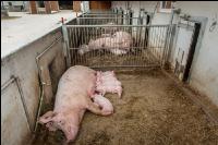 Biologische Schweinehaltung 72