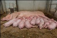 Biologische Schweinehaltung 71