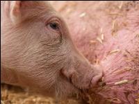 Biologische Schweinehaltung 68
