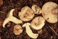 Fleischbl Milchling