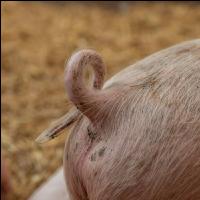 Biologische Schweinehaltung 66