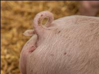 Biologische Schweinehaltung 61