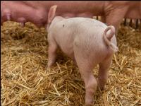 Biologische Schweinehaltung 60