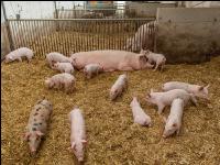 Biologische Schweinehaltung 59