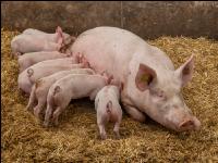Biologische Schweinehaltung 58