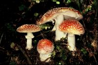 Fliegenpilz 1