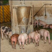 Biologische Schweinehaltung 56