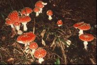 Fliegenpilz 2