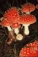 Fliegenpilz 3