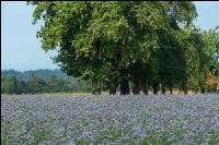 Phacelia Blüte 20