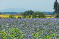 Phacelia Blüte 18