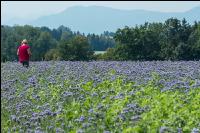 Phacelia Blüte 16