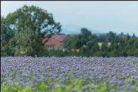 Phacelia Blüte 15