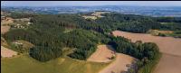 Aufforstung nach Käfer 3