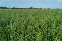 Blue lucerne 16