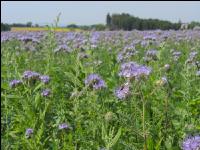 Phacelia Blüte 17