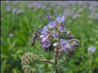 Phacelia Blüte 16