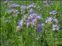 Phacelia Blüte 14