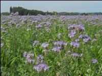 Phacelia Blüte 13