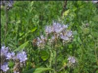 Phacelia Blüte 12