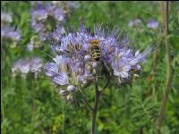 Phacelia Blüte 11
