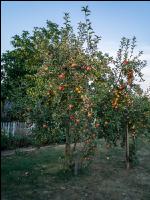 Äpfel im Hausgarten 5