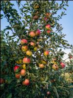 Äpfel im Hausgarten 4