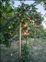 Äpfel im Hausgarten 3