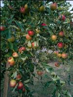 Äpfel im Hausgarten 2
