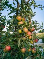 Äpfel im Hausgarten 1