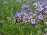 Phacelia Blüte 25
